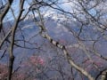 [22]20130428_90アカヤシオと山.jpg