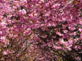 石崎地主海神社・桜のトンネル２０１６年５月１４日