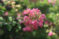 9月10月が旬の花 槿の木（バラ科） 百日紅（さるすべり） ノウゼンカズラ
