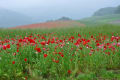 2011/05・秩父高原牧場ポピーの花