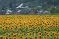 太陽キラキラ　熱気がムンムン　(2008年08月03日～2008年08月09日) 