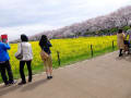 幸手の桜