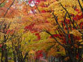 紅葉・函館見晴公園