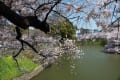 千鳥が淵の桜