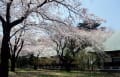   九品仏浄真寺満開の桜