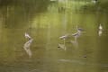 天の川　に出現の鳥　名前がわかりません？