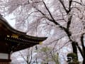 桜・さくら・・・２０１６＠散歩道