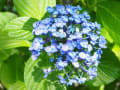 水生植物公園水の森