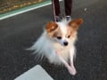 最近で会ってワンちゃんたち～🐕