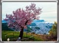 小樽の桜、満開の日