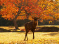 奈良公園　紅葉　紅葉　鹿　銀杏