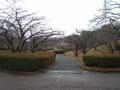 雨の岩本山公園