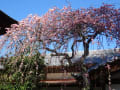 桜を眺め～お参り・・・朝の眺め。五條天神社～