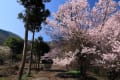 松代西条の桜