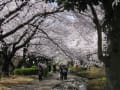 今年の桜