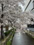 木屋町の桜