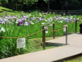 四季の花～ハナショウブ～