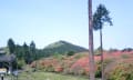 きいて！きいて！樹齢300年以上びっくり巨大躑躅～高越山船窪公園阿波のじまんの古躑躅群うれしいたのしいお花見散歩その他