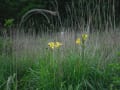 榛名湖ゆうすげの道、咲きたての花を見に