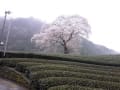 川根　牛代の水目桜　