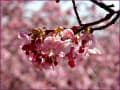 松田の桜まつり（緋桜）富士山