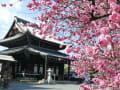 京都　梅だより　西本願寺