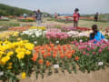 国営越後丘陵公園の花