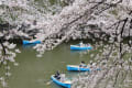 東京都千鳥が淵の桜ー４