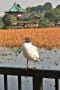 野鳥観察