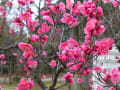 [10]綺麗な花を咲かせている紅梅