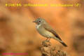 [8]Taica Flycatcher12Mar2014-02a-s.jpg