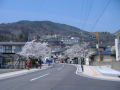 雲上殿界隈の桜2014