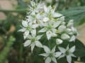 野菜の花、庭の花を～♪