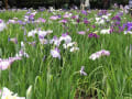 北山公園菖蒲祭り