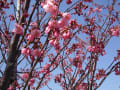 2010 夢見ヶ崎の桜 【あの頃チャンネル(2010年03月28日～2010年04月03日】)