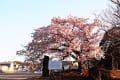 島田の帯桜と清見寺