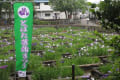 「とばた菖蒲祭り」２０１６が会場です。
