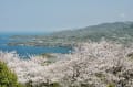 芦北（水俣）の桜