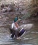 姿見の池の鳥たち（カモ）