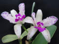 C.amethystoglossa