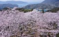 桜咲く開山