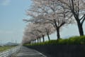 車で琵琶湖岸の桜巡り