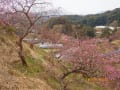佐世保梅園
