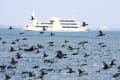 琵琶湖の鳥の大群