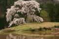 村の宝・与一野の枝垂れ桜　150409