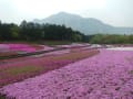 秩父羊山公園にて