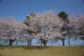 [7]三和酒類のグランドに咲く桜　－１