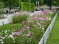 [23]木曽三川公園センター秋の花物語