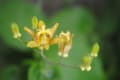 [29]上高地の夏の花々