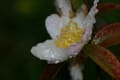 小雨の寒椿、侘助、山茶花